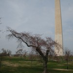 Das Washington Monument